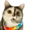 Kucing lucu 7