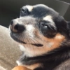 🐶🐕Dogs Reactions🐕🐶 14