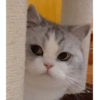 Low quality cat 22