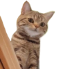 Kucing lucu 24