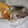 MEMES PACK 4.0 14