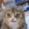 Crazy cats 1 8