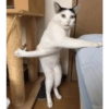 Crazy cats 1 20