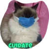 CUIDATE