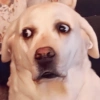 🐶🐕Dogs Reactions🐕🐶 8