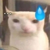 Gatitos Memes😺✨💕5 7
