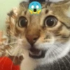 Gatitos Memes😺✨💕5 19