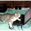 Gatos xd jajaj😂 10