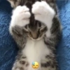 Gatitos Memes😺✨💕5 18