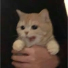 Gato random 8🤣 7