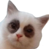 Kucing lucu 25