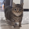 Gato random 8🤣 10