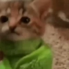 Gatos xd jajaj😂 7
