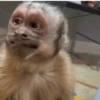 Lindos animalitows 11