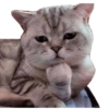 Kucing lucu 21