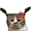 🐱Animalitos random🐕 17
