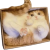 Kucing lucu 19