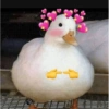 Patinho ♥️🦆 14