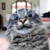 Crazy cats 1 10