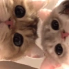 Imut tau 7