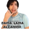 SURVERSIVE. DAMA, LAMA AL CANINO.