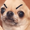 🐶🐕Dogs Reactions🐕🐶 15