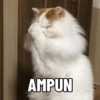 AMPUN
