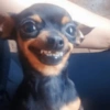 🐶🐕Dogs Reactions🐕🐶 22