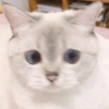 🐱 Gatito Blanco 🐱 8