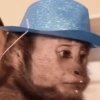 Lindos animalitows 13
