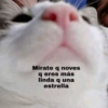 Gatitos Pa’ Enamorar 🐈‍⬛🐈 14