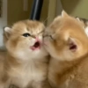 GATITOS CURA DEPRESIÓN❤️SV💕 8