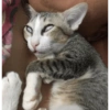 Kucing lucu 27