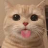 Memes gatinhos 🐾 11