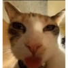 Gato random 8🤣 15