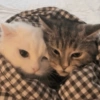 GATITOS CURA DEPRESIÓN❤️SV💕 13
