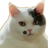Kucing lucu 6