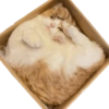 Kucing lucu 18