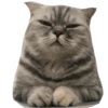 Kucing lucu 23