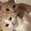 GATITOS CURA DEPRESIÓN❤️SV💕 10