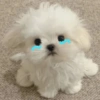 Cute Dog 🐶 8