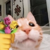 Gatitos Memes😺✨💕5 17