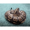 Funny snakes 14