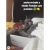 AA
noche en baño y
viendo Youtube cats
premium
VOLON
carurataan met rus
Nady
30 de agente in 2001 14:29
