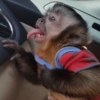 Lindos animalitows 9