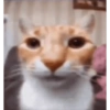 Gato random 8🤣 9