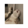 KUCINGABLE 7