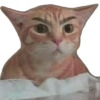 Kucing lucu 26