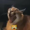 Gatitos Memes😺✨💕5 11