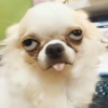 🐶🐕Dogs Reactions🐕🐶 18